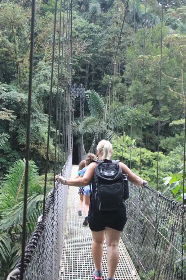 Intricate root systems of ancient rainforest trees along the Mistico bridges ground trail