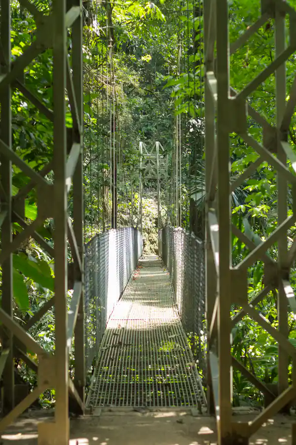 Misty rainforest atmosphere providing a mystical experience on the hanging bridges walk