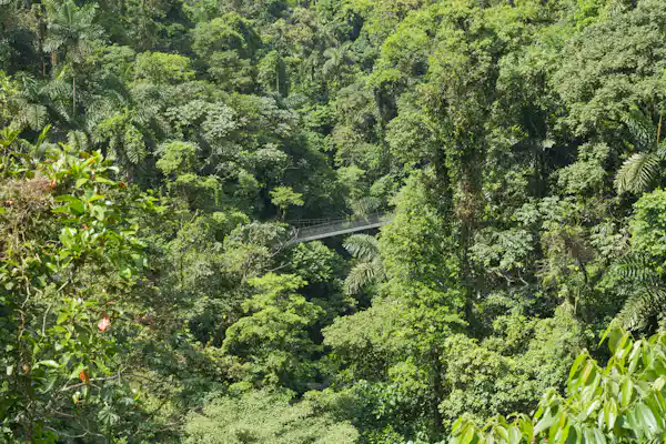 Close-up of vibrant rainforest flowers and epiphytes found in the canopy level