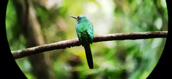 Sunlight filtering through the dense jungle canopy on a morning hanging bridges tour