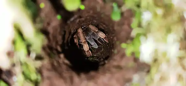 The diverse ecosystem of the neotropical rainforest explored from above the treetops