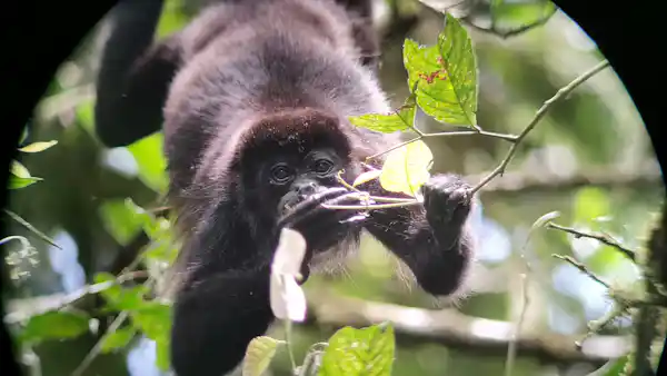 Arenal hanging bridges experience: a must-do adventure for families in Costa Rica