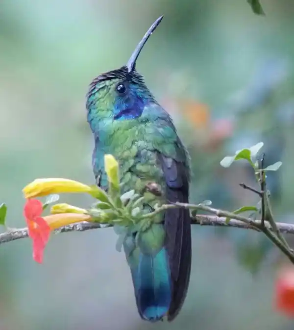 Tranquil rainforest stream flowing under the fixed bridges of the Mistico trail