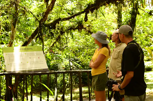 Guided rainforest expedition with a naturalist expert on the Arenal suspension bridge system