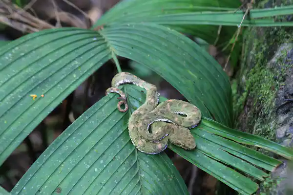 Hidden tropical waterfall accessible through the primary rainforest trails in La Fortuna