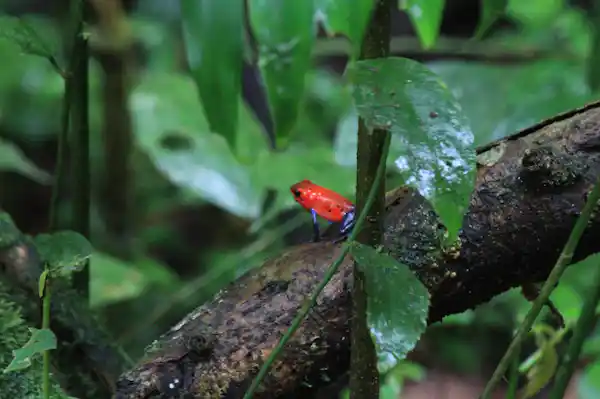 Riverside biodiversity and giant Kapok trees observed during Rainforest Explorers guided tours