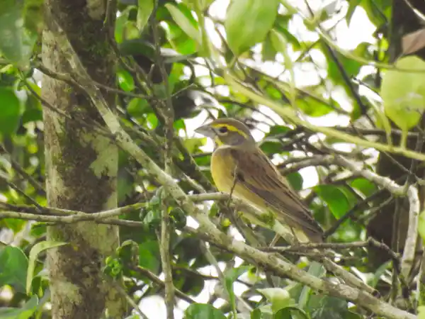 Tour participants enjoying a morning birdwatching walk through private forest reserves in Arenal