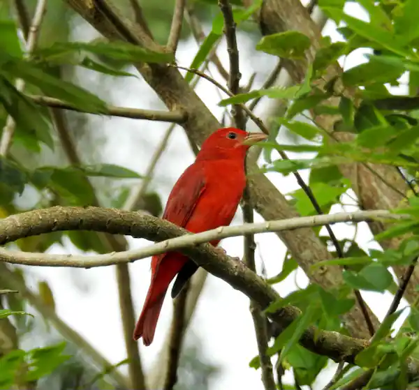 Naturalist guide identifying migratory bird species for a small group in the tropical rainforest