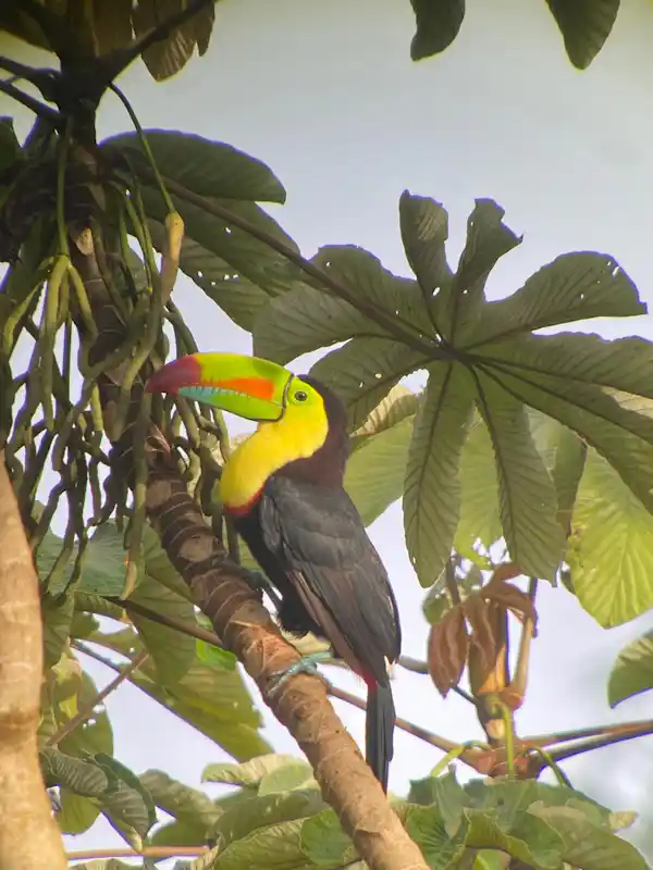Capturing close-up wildlife shots during a personalized birding expedition in La Fortuna