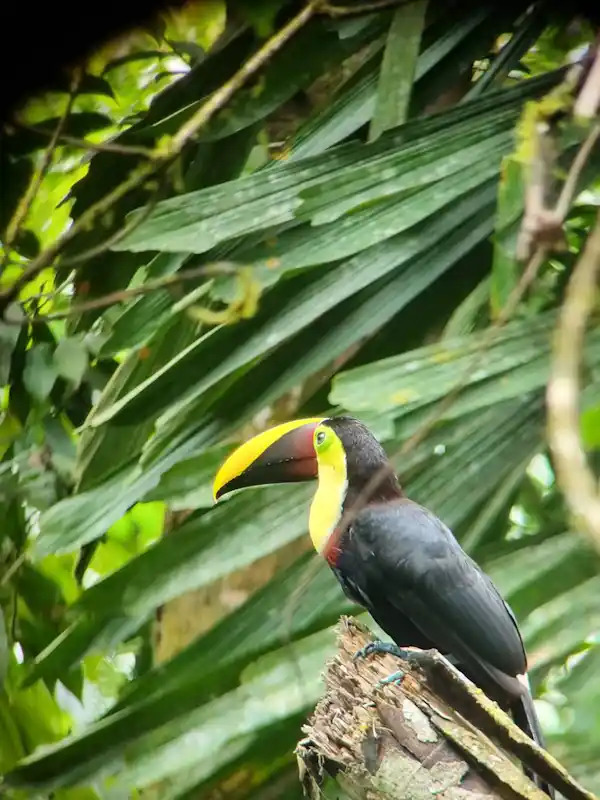 Professional guide spotting a Collared Aracari through a spotting scope in the forest
