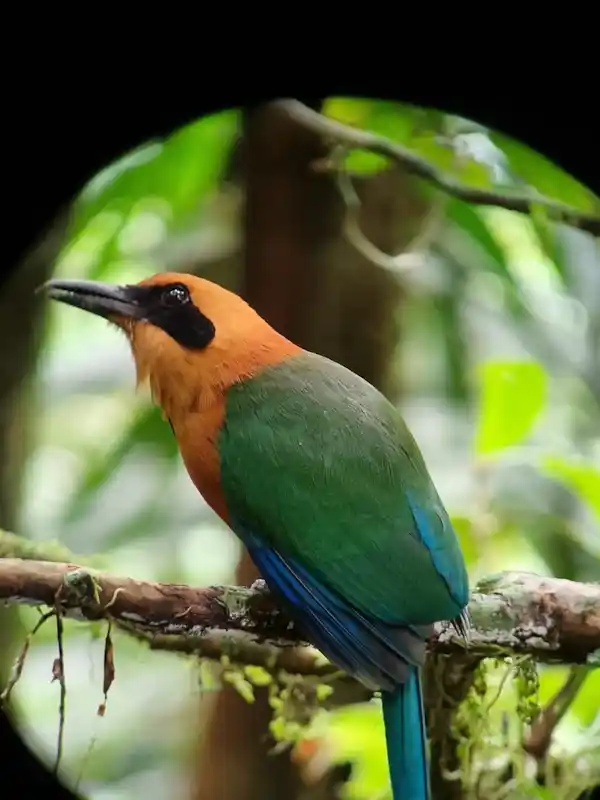 Sustainable birding tourism practice: observing wildlife without disturbing their natural environment