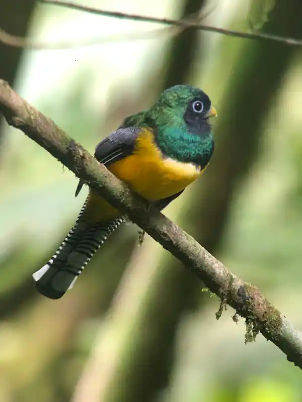 Rainforest Explorers team explaining bird behavior and nesting habits in the Arenal Volcano area