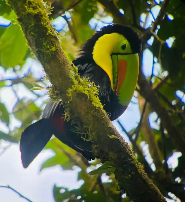 Traditional Costa Rican breakfast served at the Rancho following an early morning birding tour