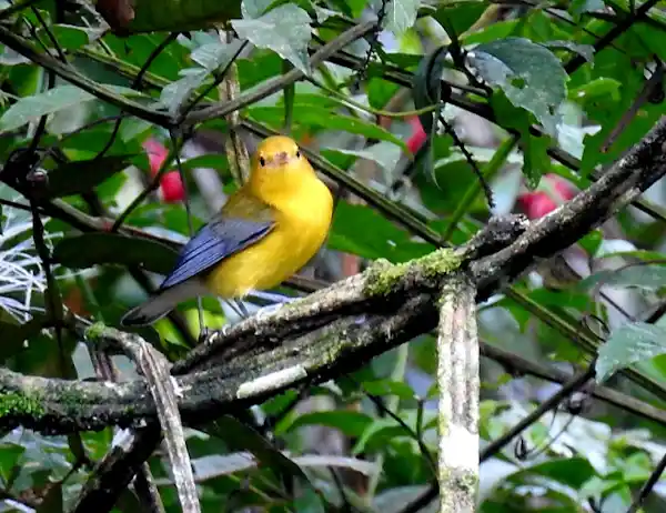 Panoramic view of the primary rainforest habitat for exotic avian species in La Fortuna, Costa Rica