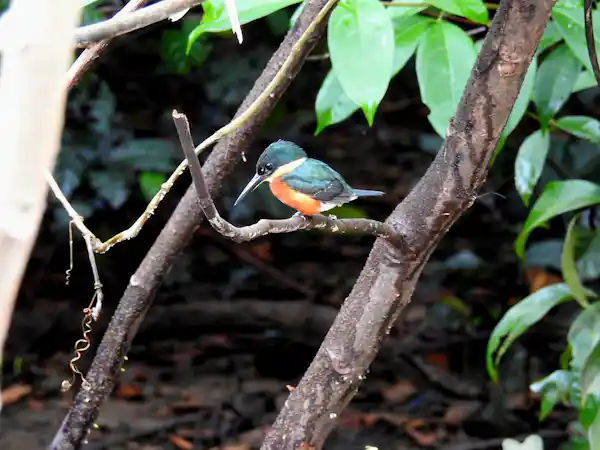 Vibrant rainforest canopy landscape optimized for spotting tanagers, hummingbirds, and honeycreepers