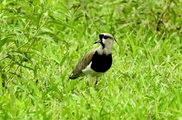 Rainforest Explorers guide using a professional high-definition spotting scope to find camouflaged birds