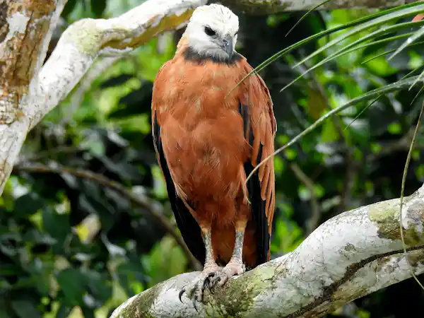 Expert naturalist guide helping travelers observe tropical birds through a high-precision Swarovski scope
