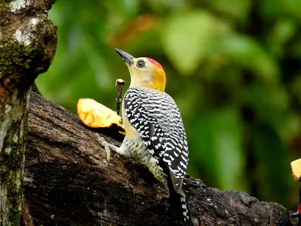 Close-up of a professional birding scope focused on rare neotropical birds in the Arenal region