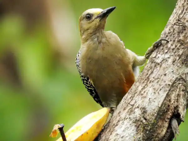 Educational birdwatching tour in La Fortuna with expert equipment for wildlife observation