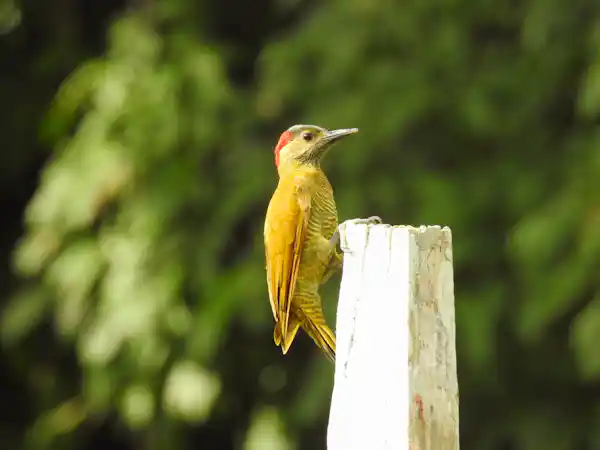 Guided avian photography tour featuring high-end optical gear in the Costa Rican jungle