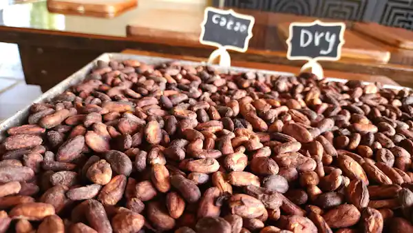 Arenal chocolate tour experience: connecting with local farmers and sustainable agricultural heritage