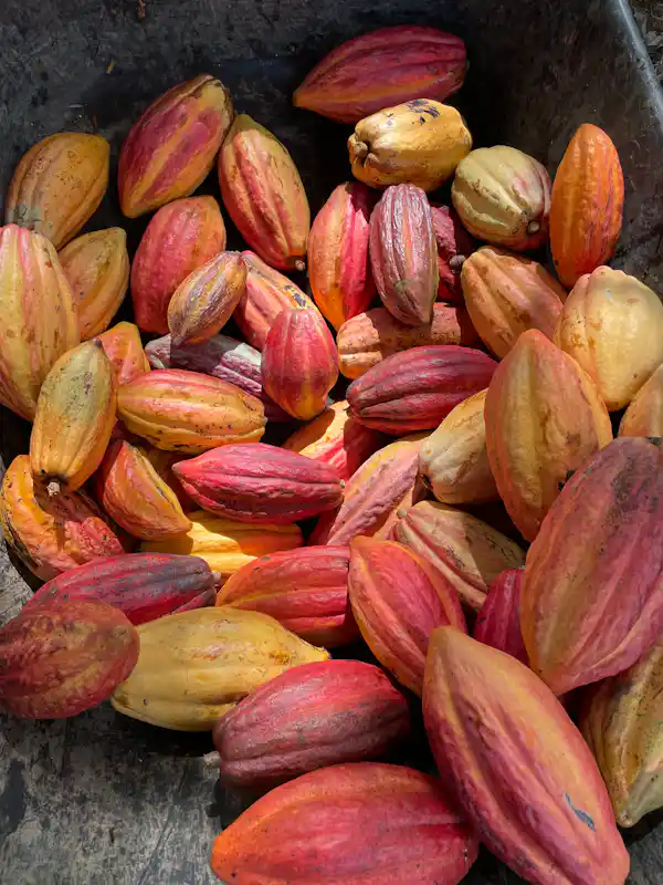 Vibrant organic flora and tropical gardens showcased during the educational farm tour in Arenal