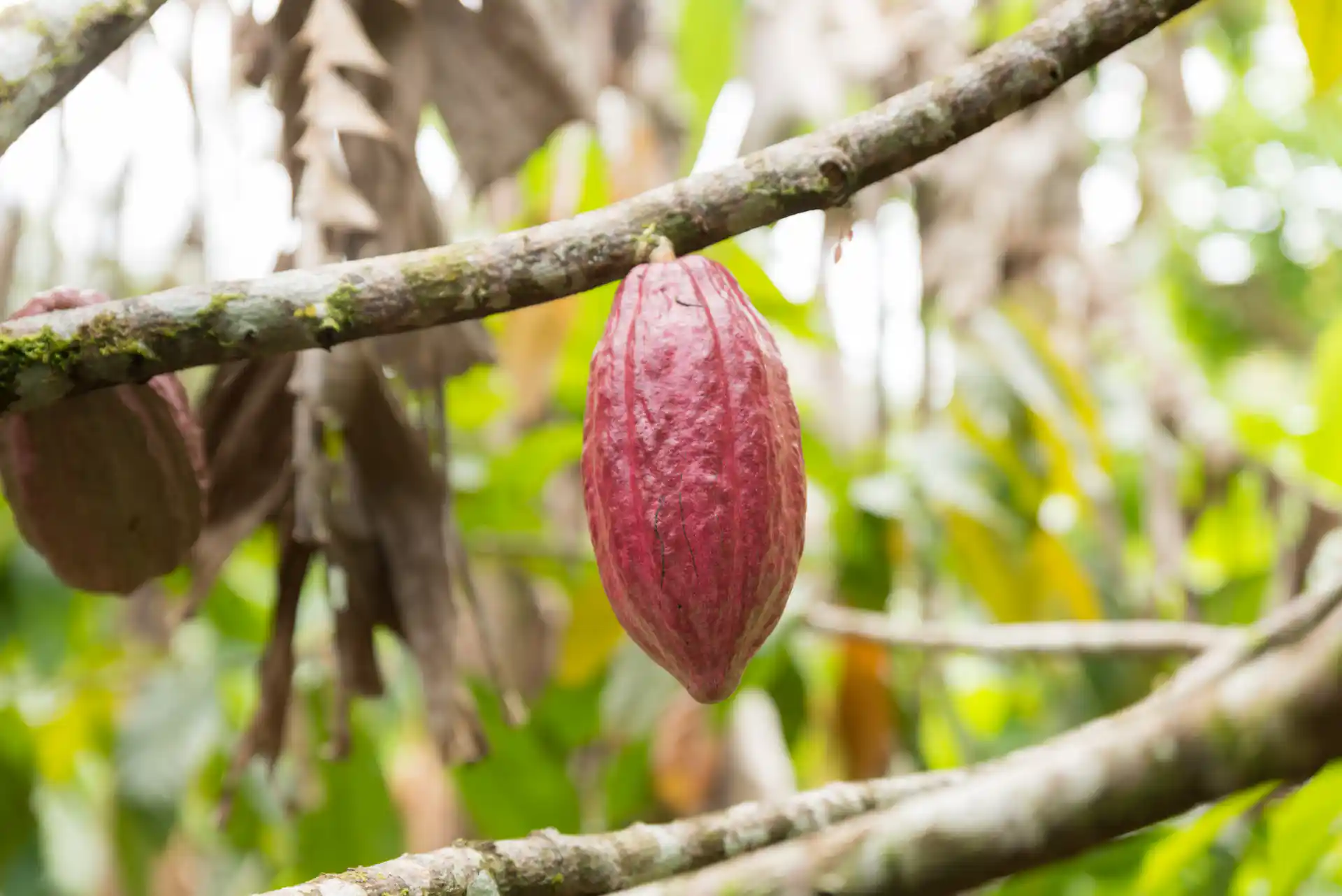 Cacao & Chocolate Guided Experience in Arenal