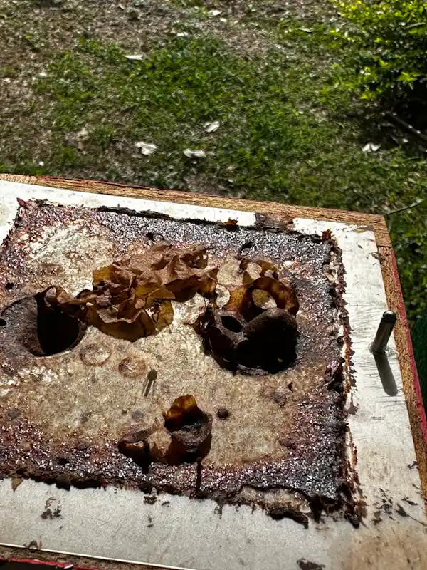 Close-up of the unique medicinal properties found in Costa Rican rainforest plants