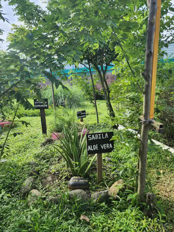 Melipona honey tasting: known for its unique sour-sweet profile and healing benefits