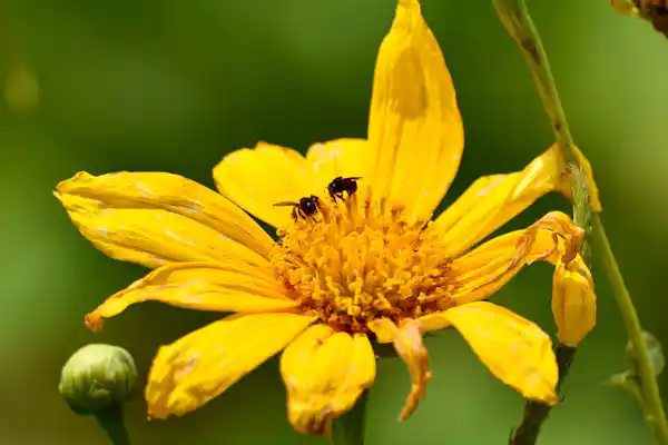 Sustainability and environmental education at the heart of the Rainforest Explorers tour