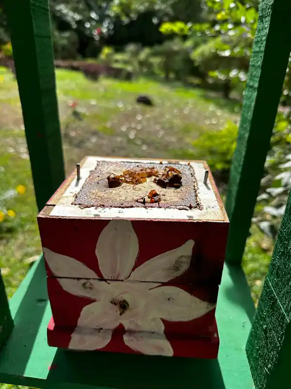 Educational exhibit showcasing the difference between Africanized bees and native Melipona species
