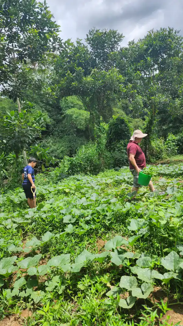 Agouti and small mammals foraging in the undergrowth of our organic plantation
