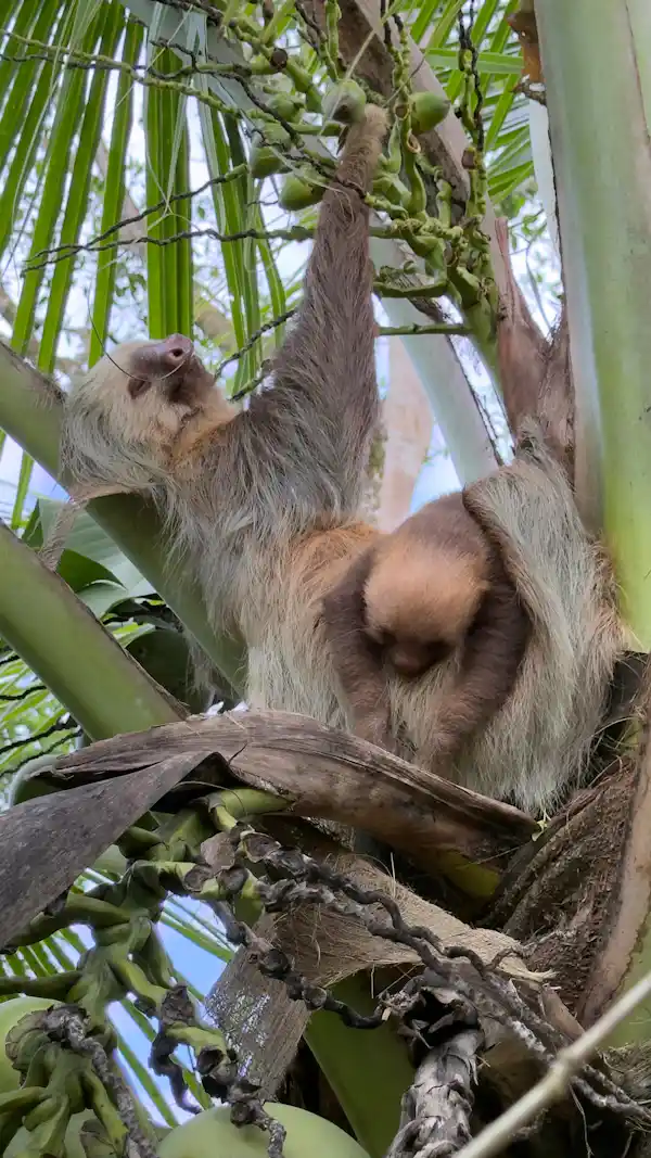 Educational wildlife observation during an authentic rural tourism experience in Costa Rica