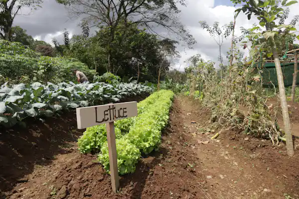 Lush landscape of sustainable tropical crops and medicinal healing plants in La Fortuna, Arenal