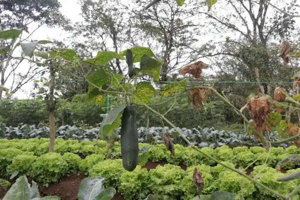 Authentic Costa Rican 'merienda' snack preparation using fresh, zero-mile ingredients from the family farm