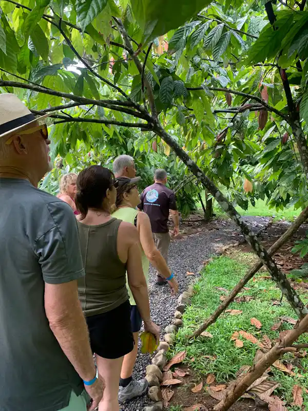 Vibrant Keel-billed Toucan perched on a tropical fruit tree during the rural immersion tour