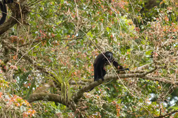 Large Green Iguanas and Howler monkeys spotted in the trees from the raft during a wildlife Safari Float