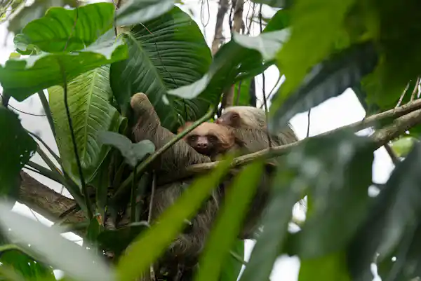 Brown-throated three-toed sloth (Bradypus variegatus) slowly climbing a Cecropia tree in the La Fortuna rainforest
