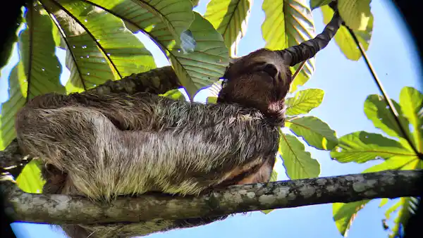 Hoffmann's two-toed sloth resting comfortably within the lush tropical rainforest canopy near Arenal Volcano