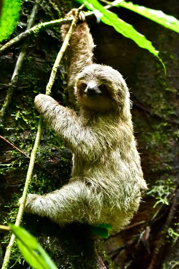 Baby sloth clinging to its mother while camouflaged in the trees during a guided wildlife tour in Arenal, Costa Rica