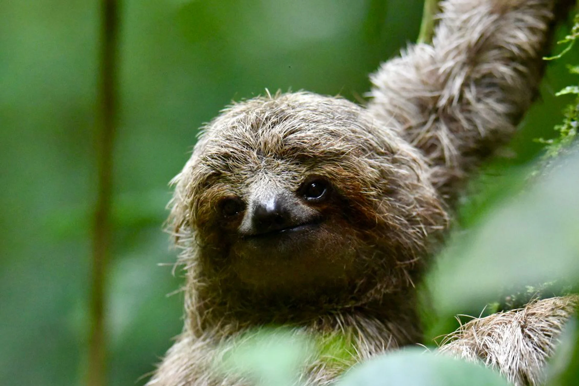 Costa Rica Sloth