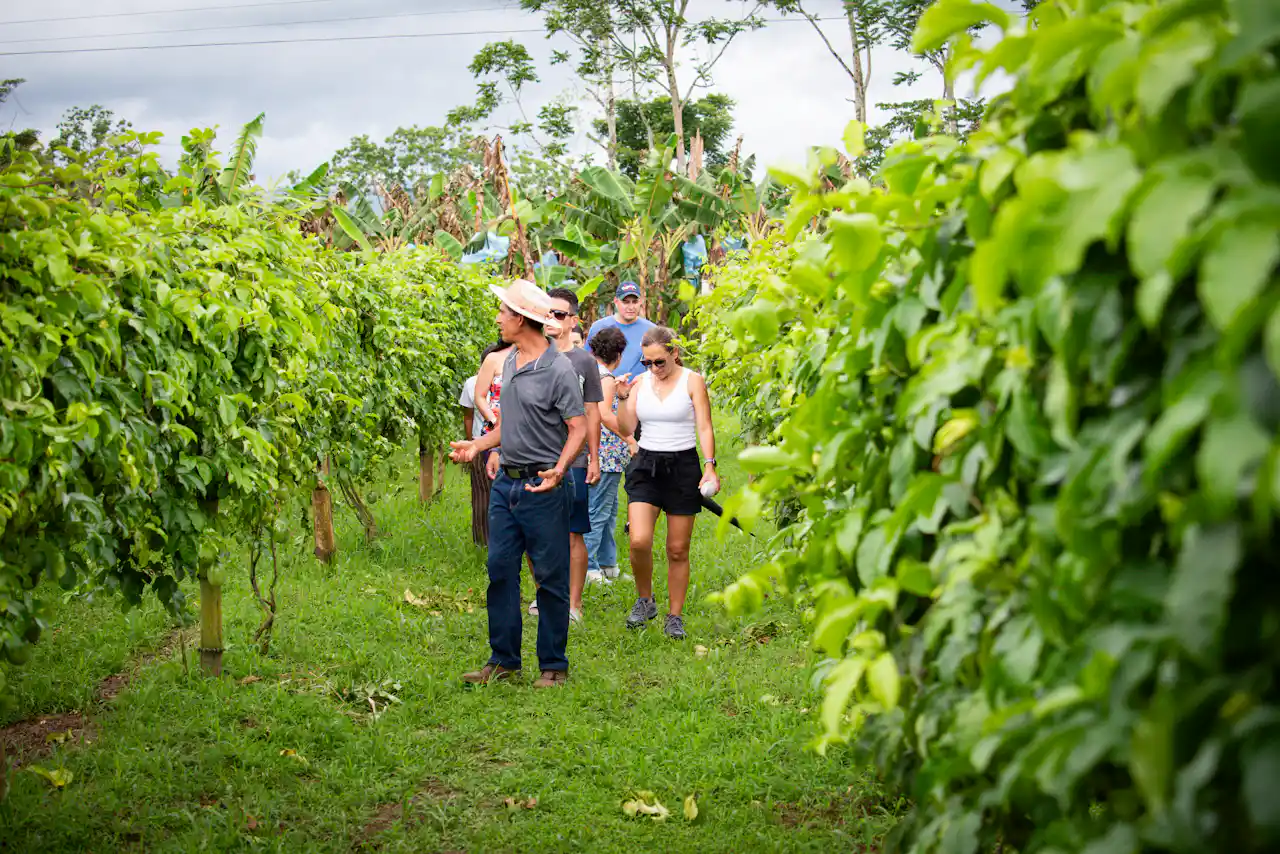 Discover the best Rainforest Highlights and adventures in Arenal